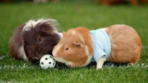 Naučite se igrati s morskim svinjama